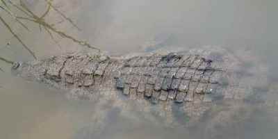 paga crocodile pond